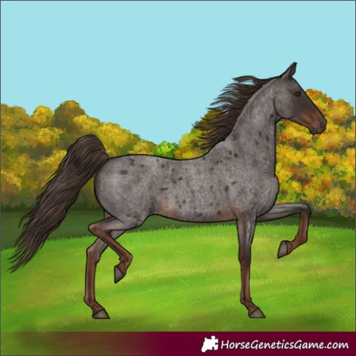 Horse Color:Liver Red Roan  and Liver Red Roan 