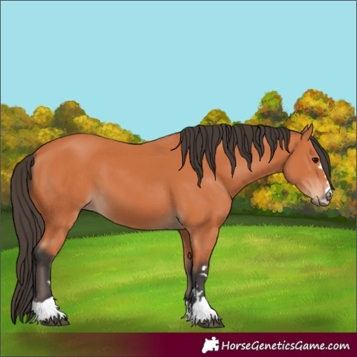 Horse Color:Bay 