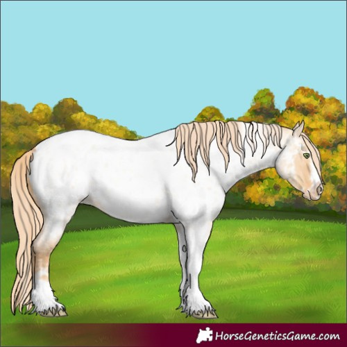 Horse Color:Gold Champagne Roan Dun Splash Tobiano Frame Appaloosa Rabicano 