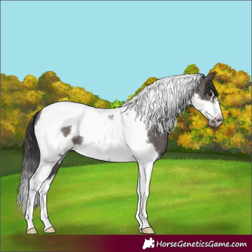 Horse Color:Smoky Grullo Tobiano Frame Rabicano 