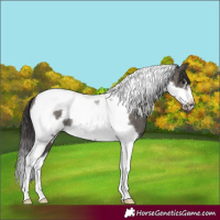 Horse Color:Smoky Grullo Tobiano Frame Rabicano 