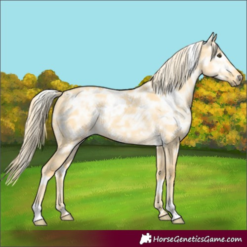 Horse Color:White Spotted Palomino Ice Dun 