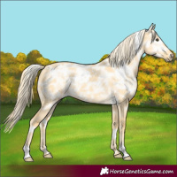 Horse Color:White Spotted Palomino Ice Dun 