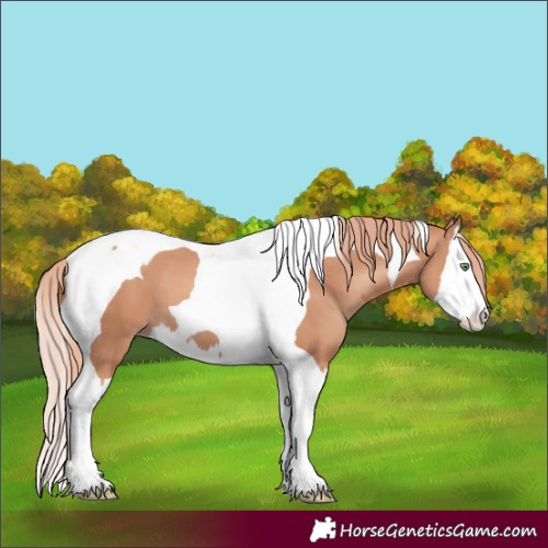 Horse Color:Gold Champagne Splash Tobiano 