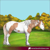 Horse Color:Gold Champagne Splash Tobiano