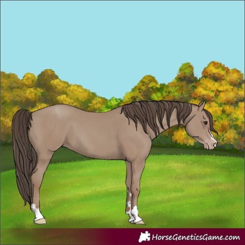 Horse Color:Classic Champagne 