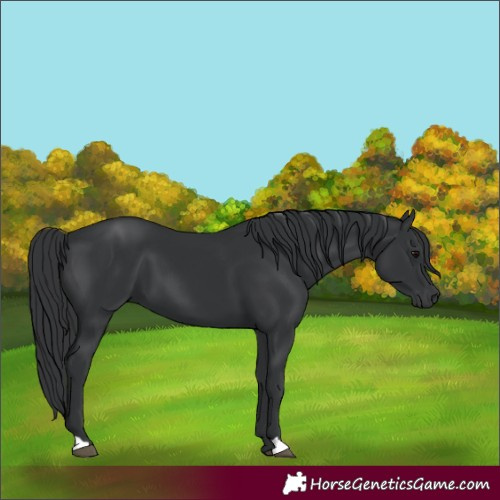 Horse Color:Black 
