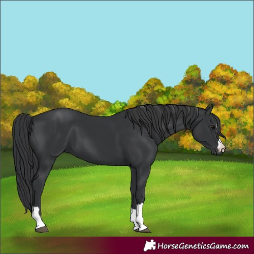 Horse Color:Black 