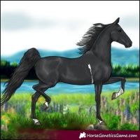 Horse Color:Black Tobiano 