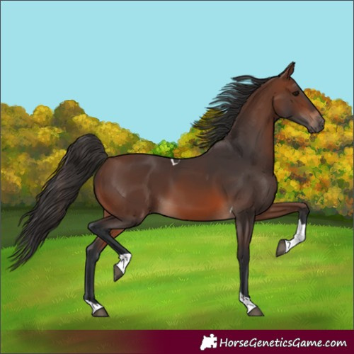 Horse Color:Brown Tobiano