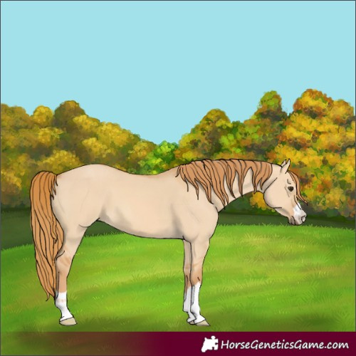 Horse Color:Red Dun 