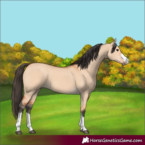 Horse Color:Bay Dun 