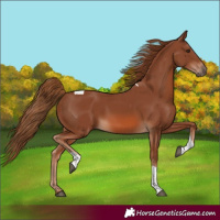 Horse Color:Chestnut Tobiano Rabicano
