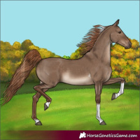 Horse Color:Liver Red Dun Tobiano Rabicano