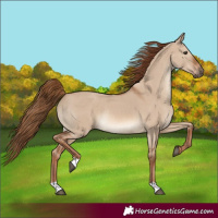 Horse Color:Red Dun Rabicano 