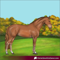 Horse Color:Chestnut 