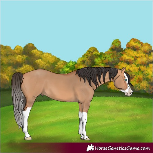 Horse Color:Bay Dun Splash