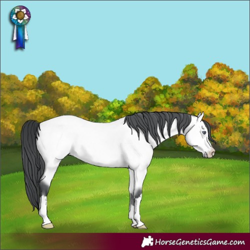 Horse Color:Bay Chinchilla 