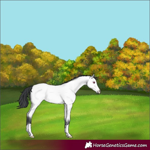 Horse Color:Bay Chinchilla 