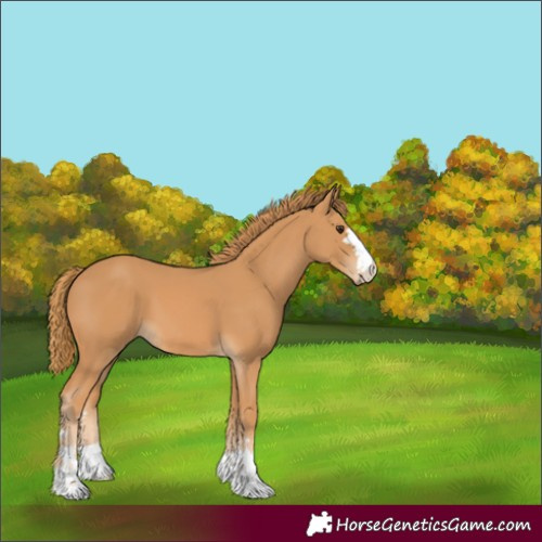 Horse Color:Unknown 