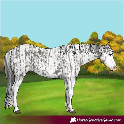 Horse Color:Grullo Sabino Splash  and Grullo Sabino Splash 