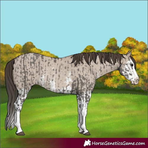 Horse Color:Grullo Sabino Splash  and Classic Champagne Dun Sabino Splash 