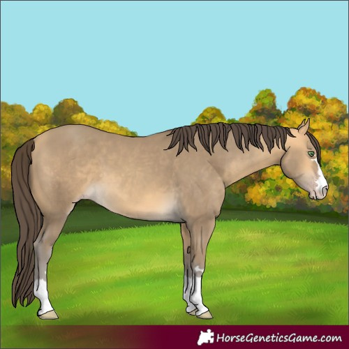 Horse Color:Amber Cream Champagne 