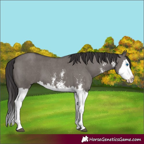 Horse Color:Smoky Grullo Sabino Splash  and Smoky Grullo Sabino Splash 