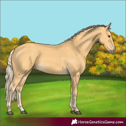Horse Color:Palomino 