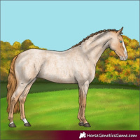 Horse Color:Red Roan Splash 