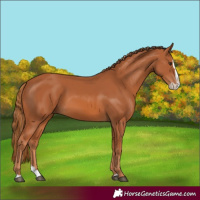 Horse Color:Chestnut Splash 