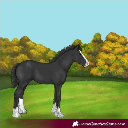 Horse Color:Unknown 