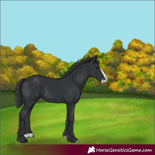 Horse Color:Unknown 