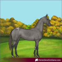 Horse Color:Grullo Appaloosa 