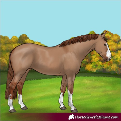 Horse Color:Red Dun