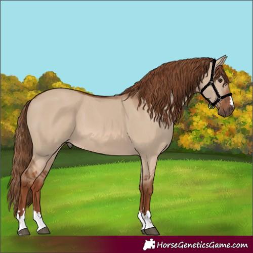 Horse Color:Red Dun 