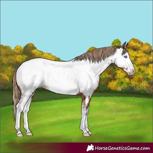 Horse Color:Chestnut Splash Appaloosa 