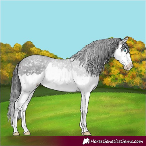 Horse Color:Brown Splash Appaloosa