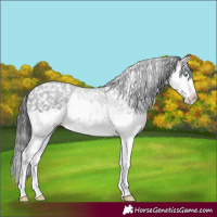 Horse Color:Brown Splash Appaloosa