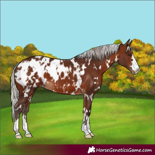 Horse Color:White Spotted Silver Brown Appaloosa 
