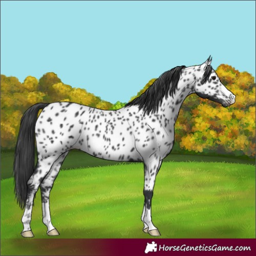 Horse Color:Black Near Leopard 