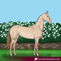 Horse Color:Red Dun Frame