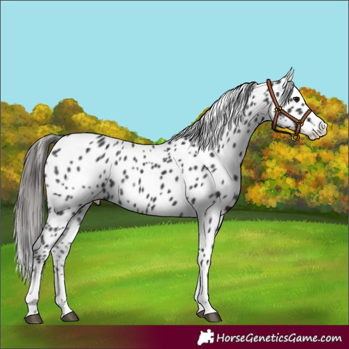Horse Color:Black Appaloosa Rabicano 