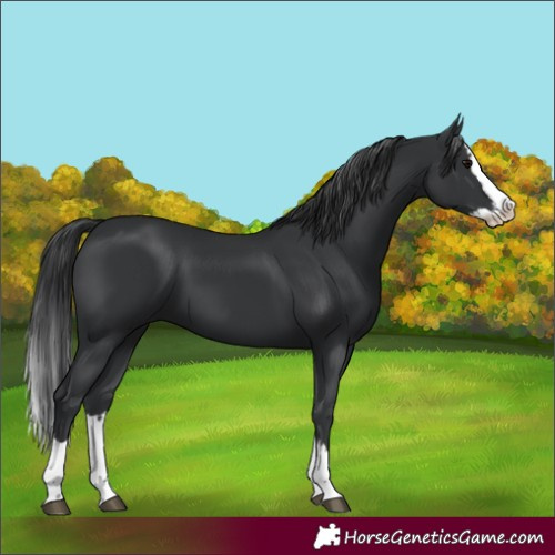 Horse Color:Black Splash 
