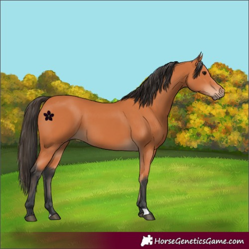 Horse Color:Bay 