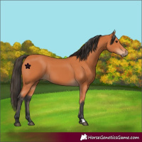 Horse Color:Bay 