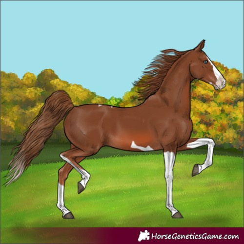 Horse Color:Chestnut Splash Tobiano 