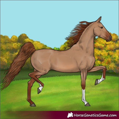 Horse Color:Red Dun Tobiano 