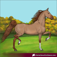 Horse Color:Red Dun Tobiano 