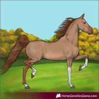 Horse Color:Red Dun Tobiano 